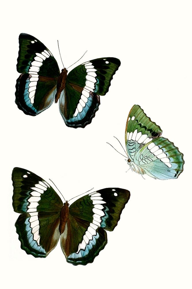 Wall Art Painting id:228758, Name: Butterfly Specimen VIII, Artist: Vision Studio 