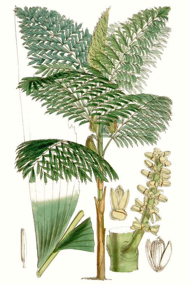 Art Print: Curtis Palms II