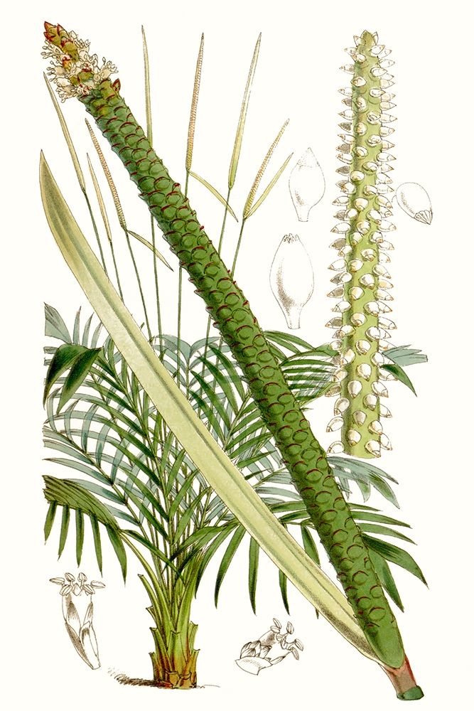 Art Print: Curtis Palms III