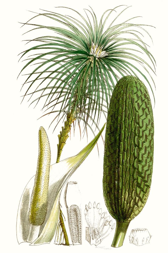 Art Print: Curtis Palms IV