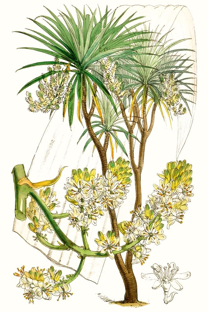 Art Print: Curtis Palms VI