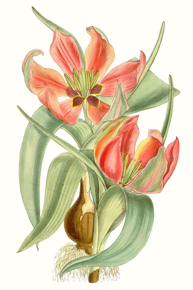 Wall Art Painting id:228765, Name: Curtis Tulips I, Artist: Curtis 
