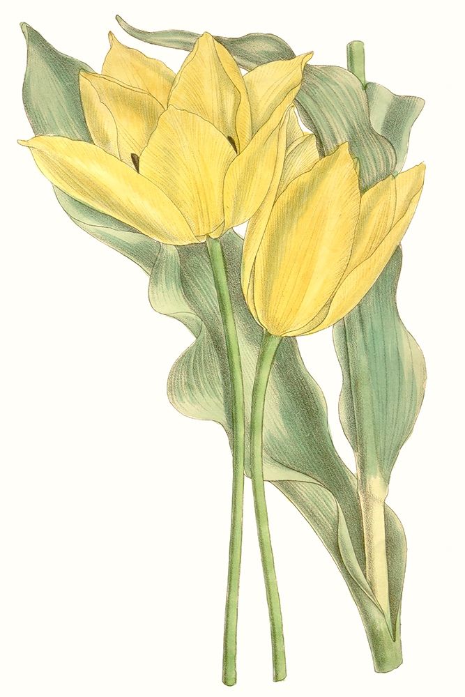 Wall Art Painting id:228766, Name: Curtis Tulips II, Artist: Curtis 