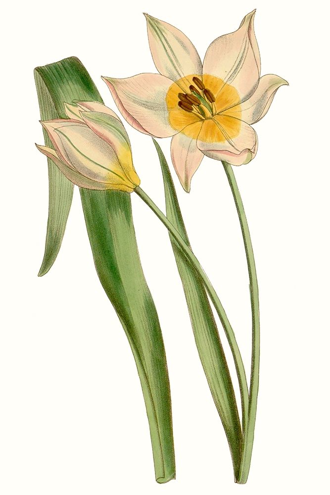 Wall Art Painting id:228767, Name: Curtis Tulips III, Artist: Curtis 