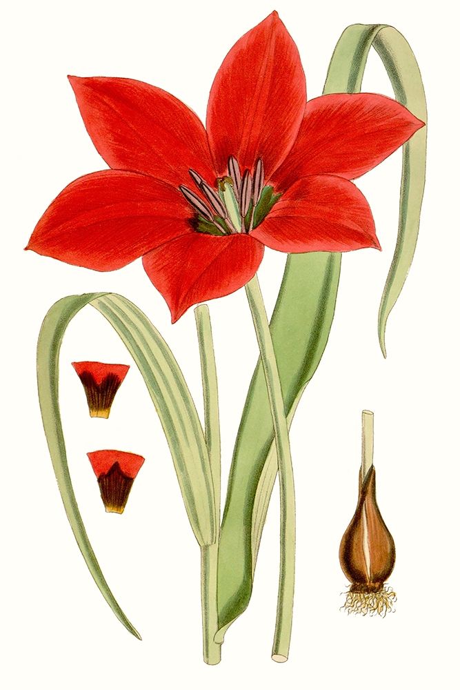 Art Print: Curtis Tulips IV