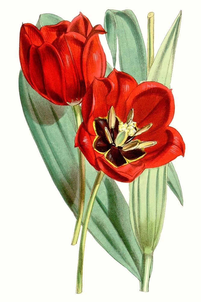 Wall art: Curtis Tulips V, by Curtis 