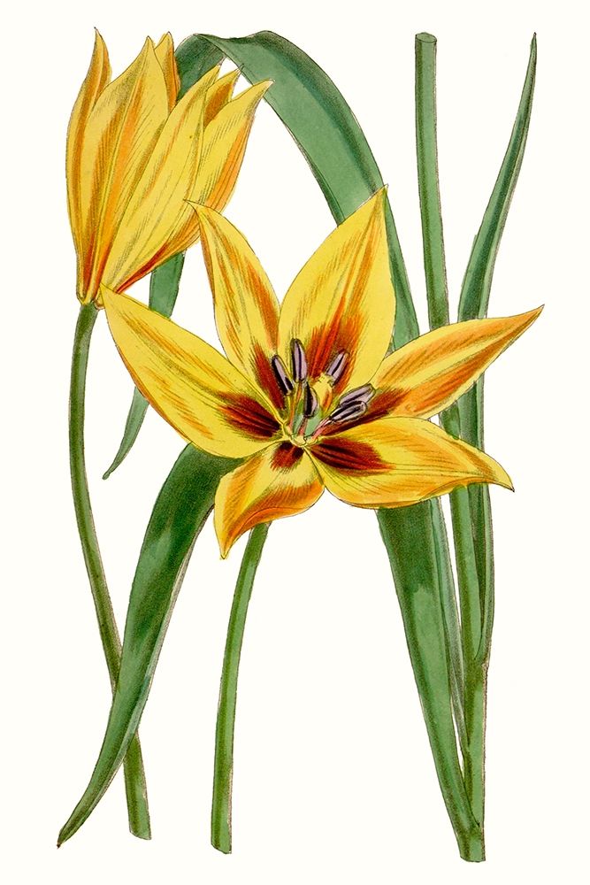 Wall Art Painting id:228770, Name: Curtis Tulips VI, Artist: Curtis 