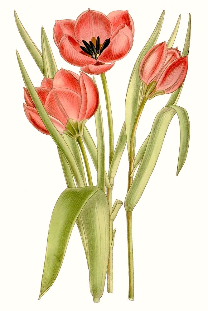 Wall Art Painting id:228771, Name: Curtis Tulips VII, Artist: Curtis 