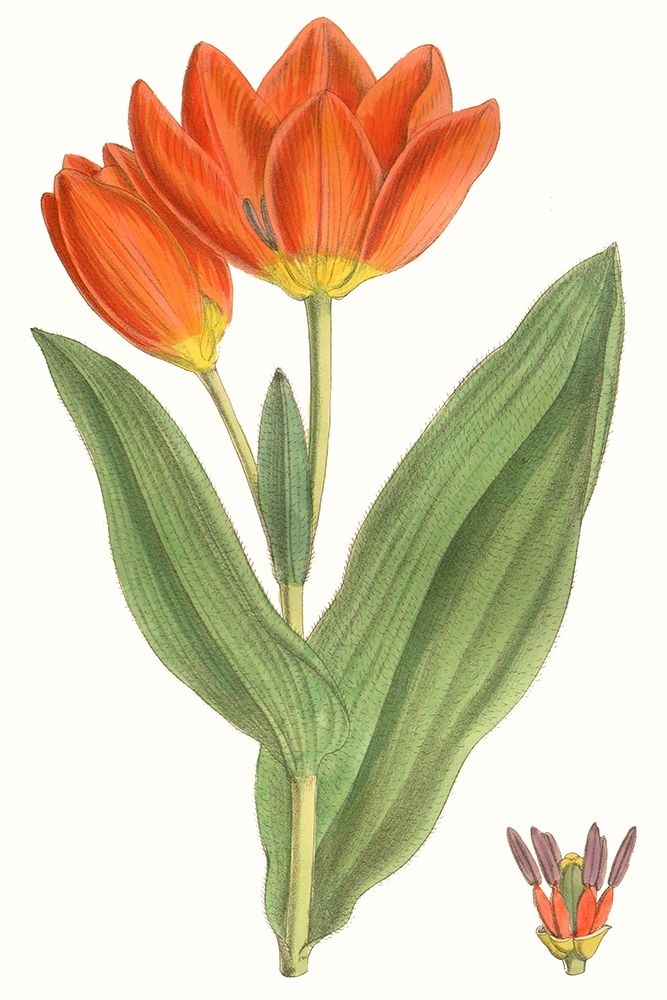 Wall Art Painting id:228773, Name: Curtis Tulips IX, Artist: Curtis 