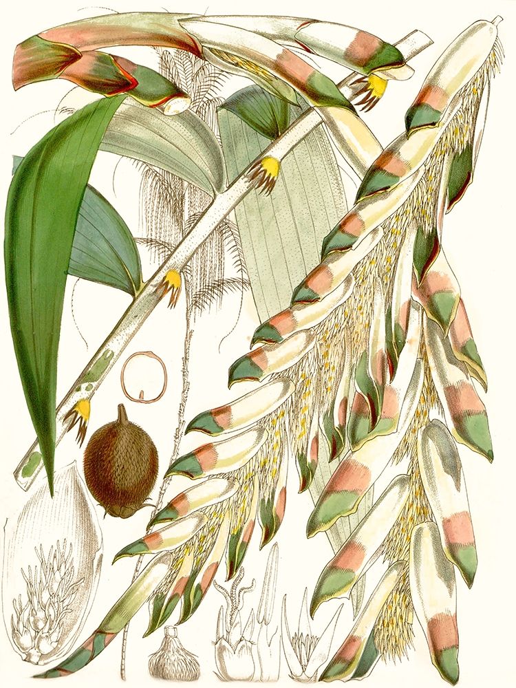 Wall Art Painting id:228780, Name: Tropical Variety I, Artist: Curtis 