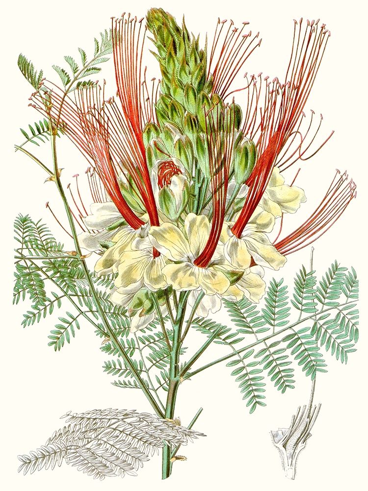 Art Print: Tropical Variety II