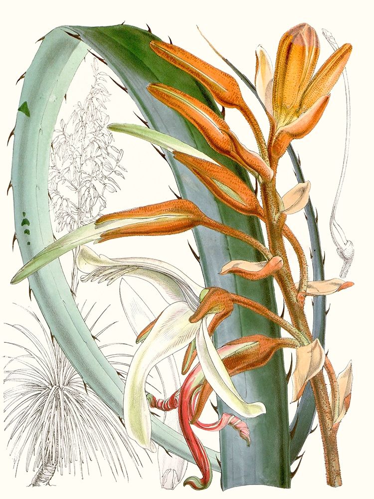 Wall Art Painting id:228782, Name: Tropical Variety III, Artist: Curtis 