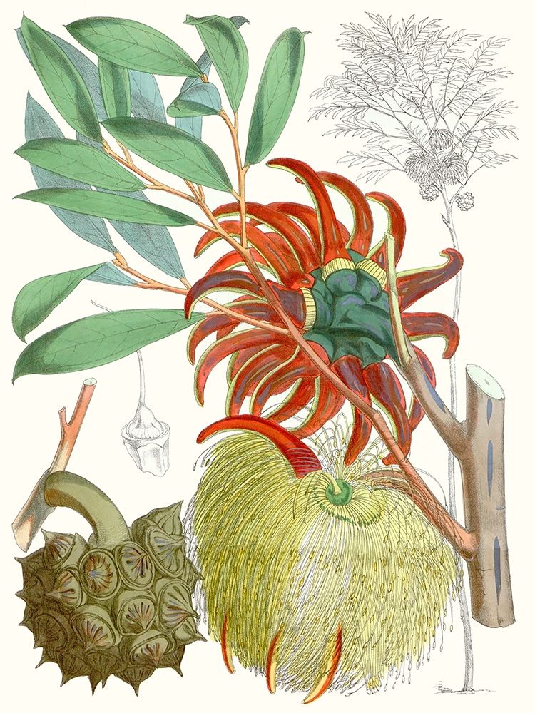 Wall Art Painting id:228783, Name: Tropical Variety IV, Artist: Curtis 