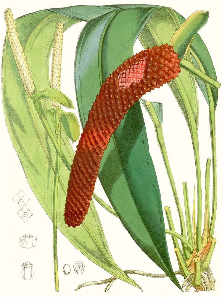 Art Print: Tropical Variety V