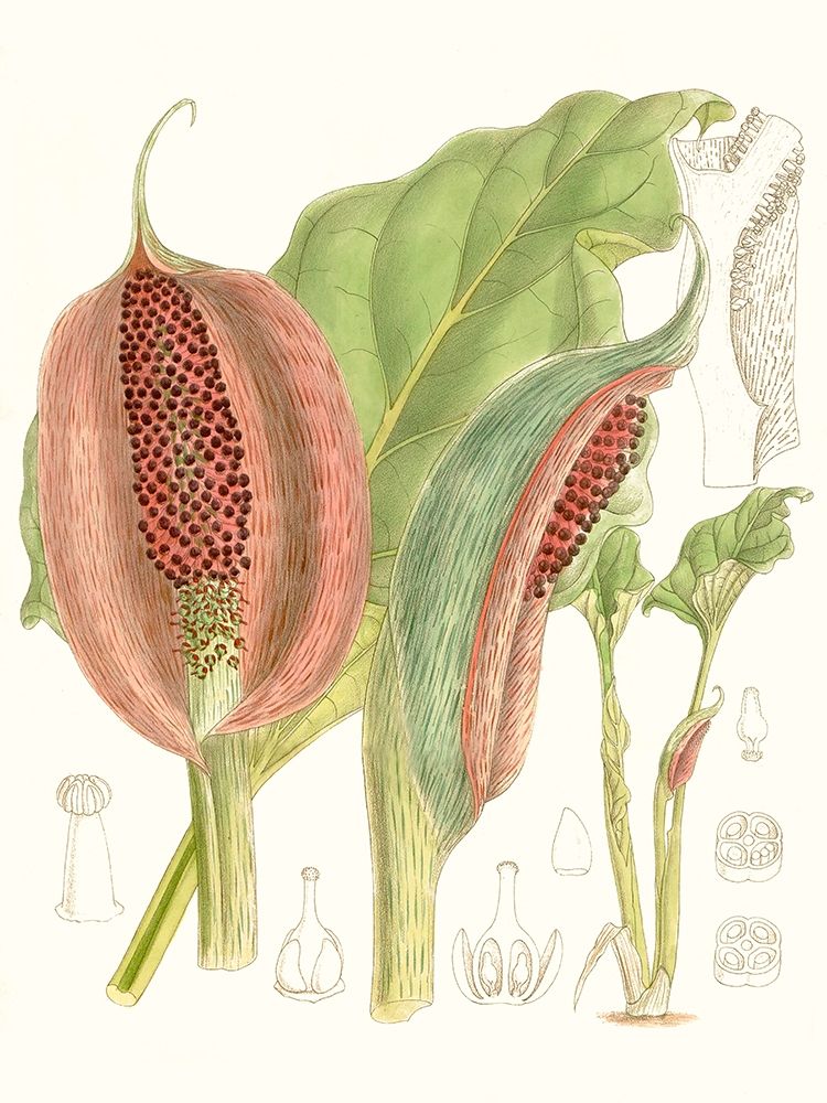 Art Print: Tropical Variety VI