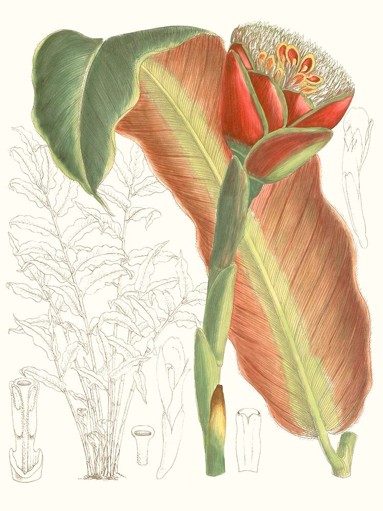 Art Print: Tropical Variety VII