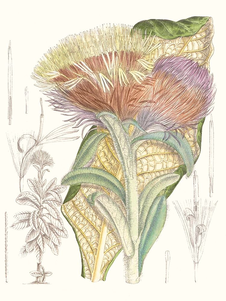 Art Print: Tropical Variety IX