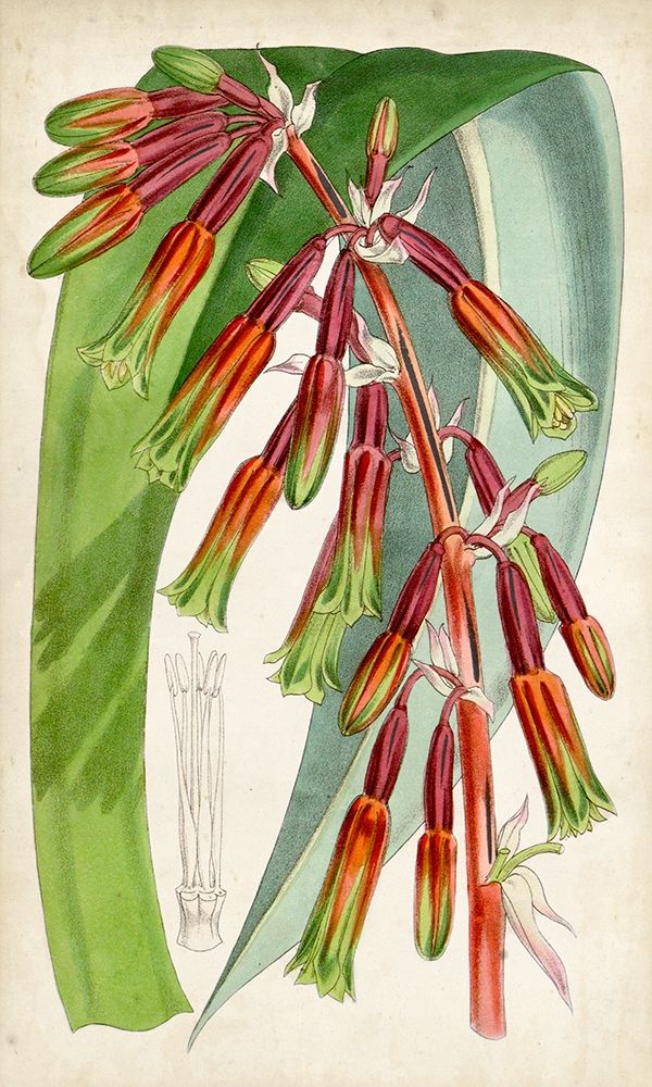 Art Print: Tropical Gems I