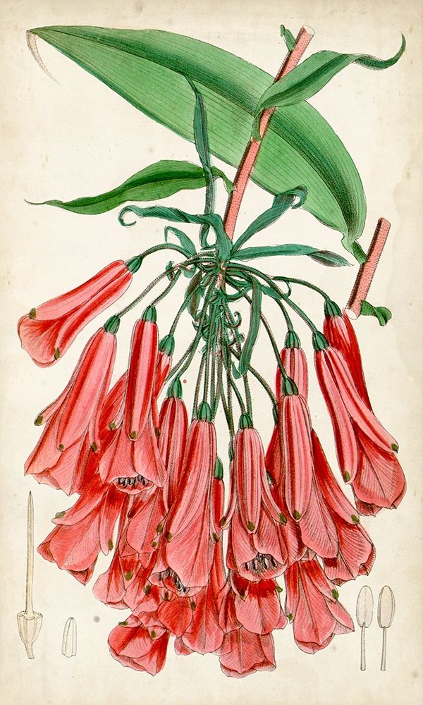 Art Print: Tropical Gems II