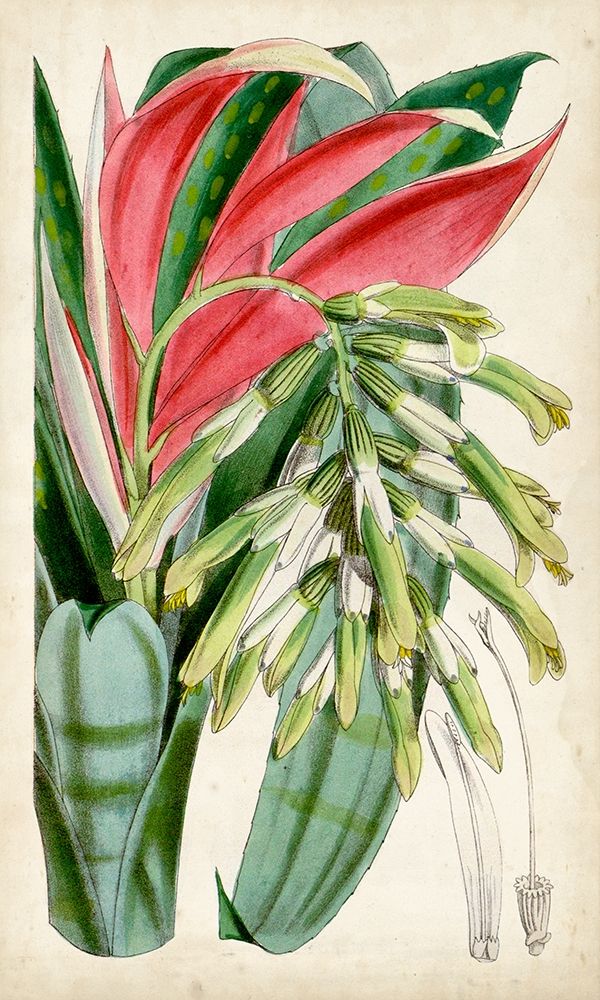 Art Print: Tropical Gems III