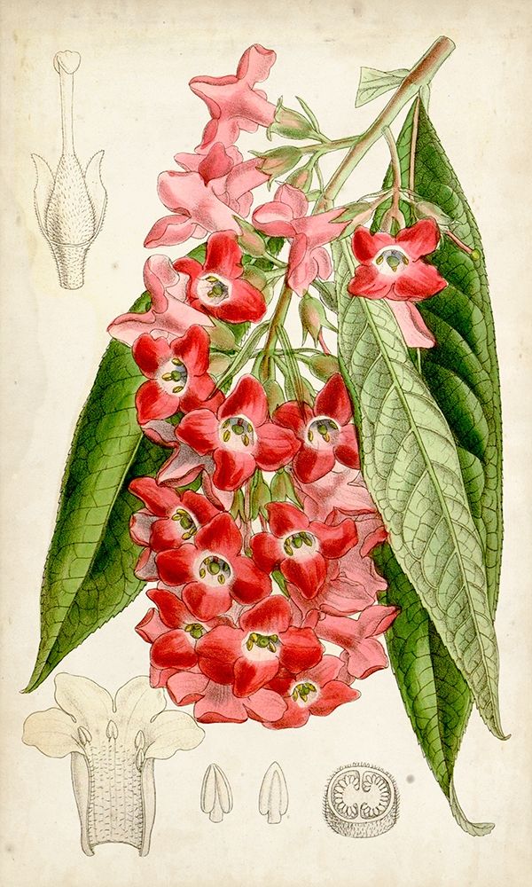 Art Print: Tropical Gems IV