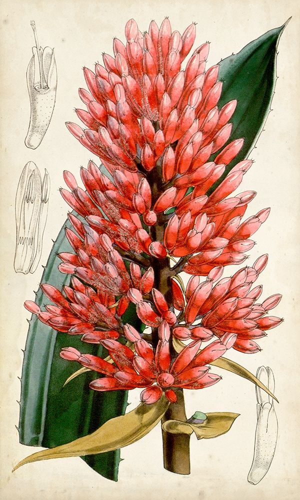 Art Print: Tropical Gems V