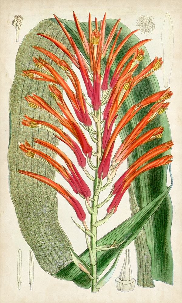 Art Print: Tropical Gems VI