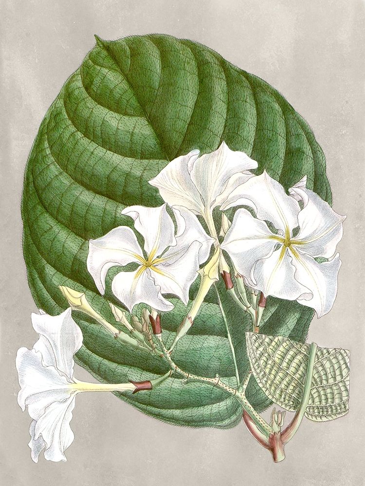 Art Print: Alabaster Blooms I