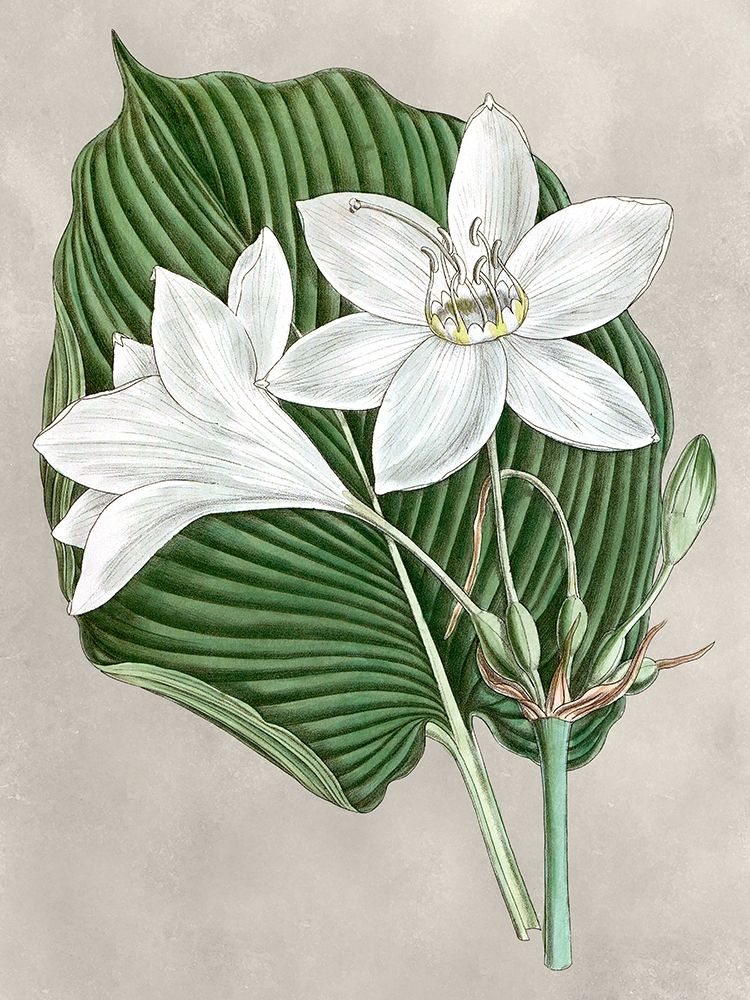 Wall Art Painting id:226266, Name: Alabaster Blooms III, Artist: Curtis 