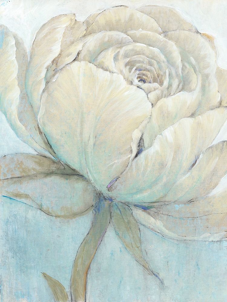 Wall art: English Rose II, by OToole, Tim