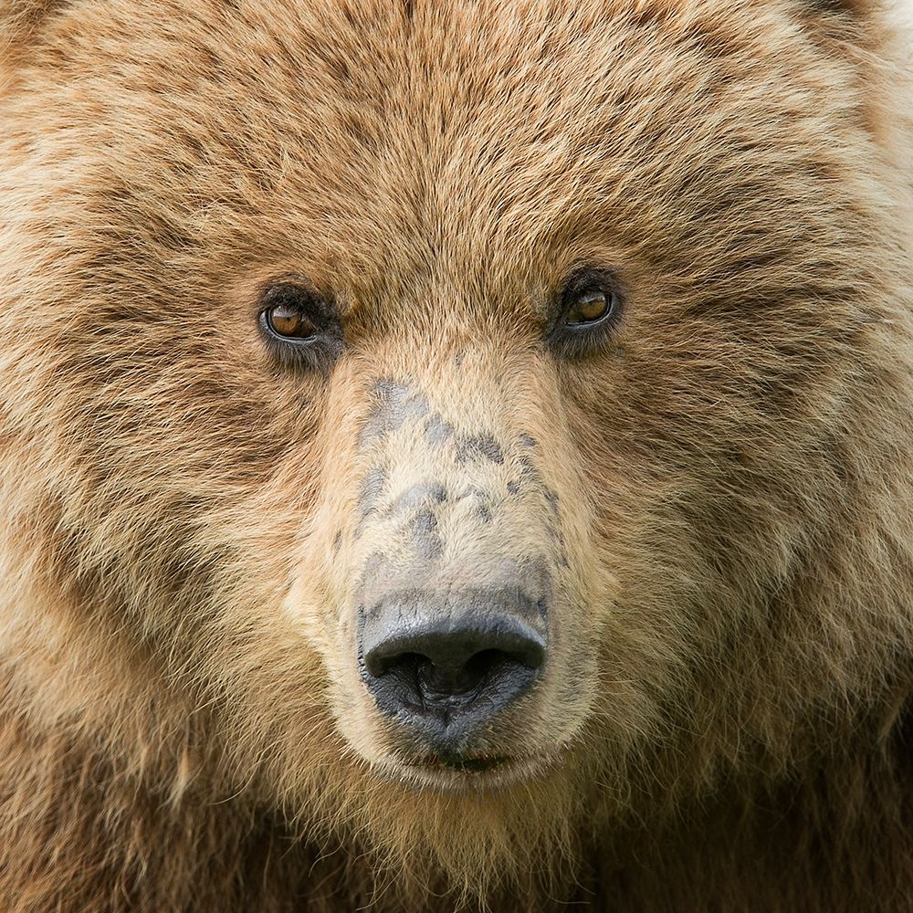 Art Print: Bear Life I