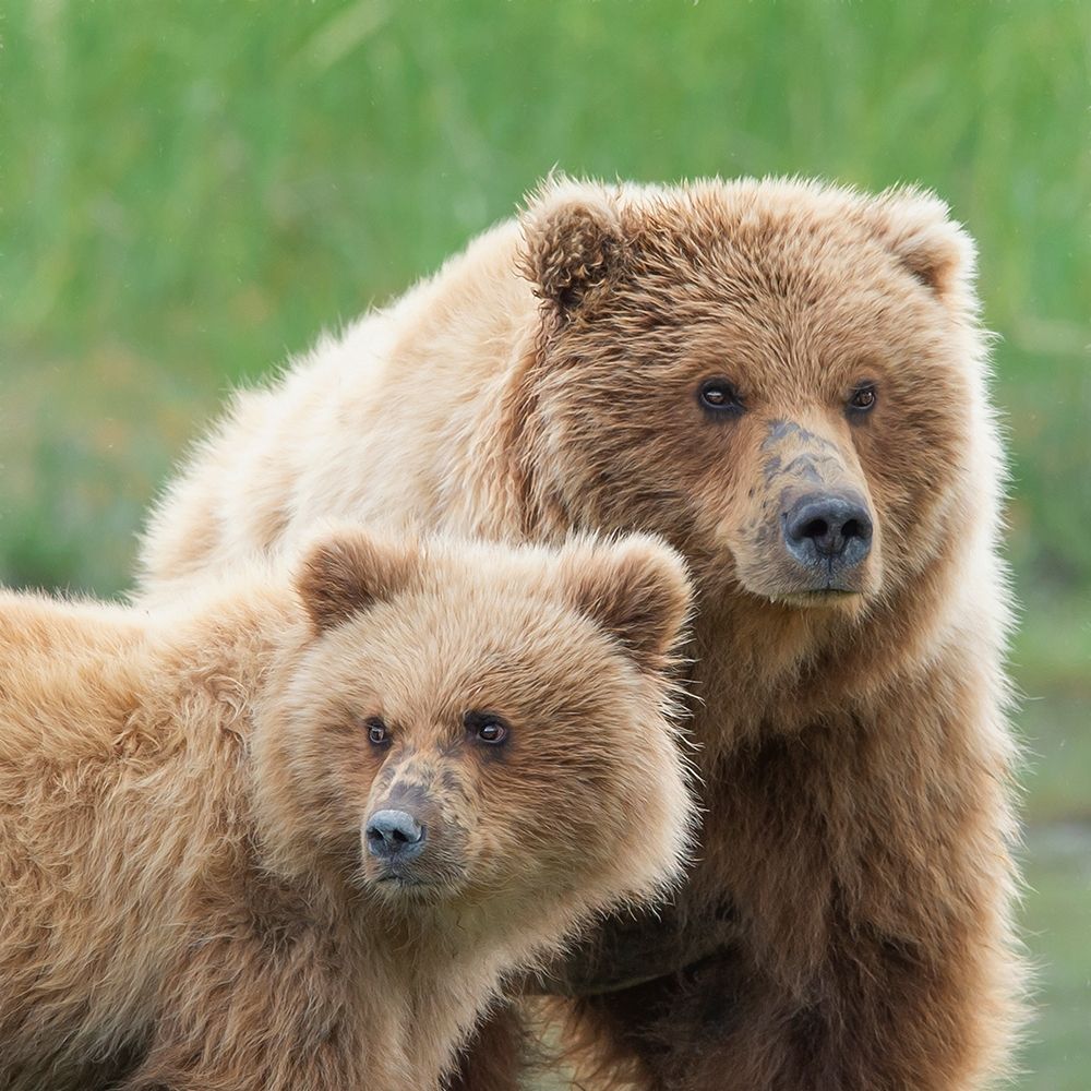 Art Print: Bear Life III