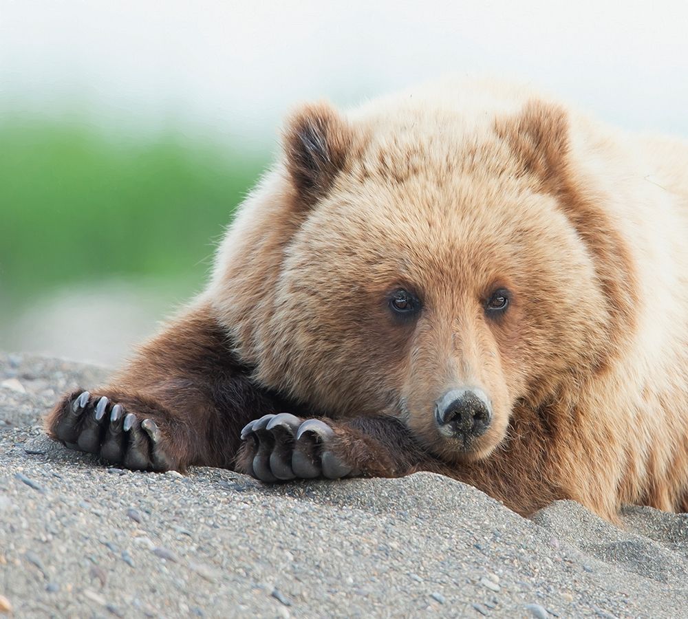 Art Print: Bear Life IV