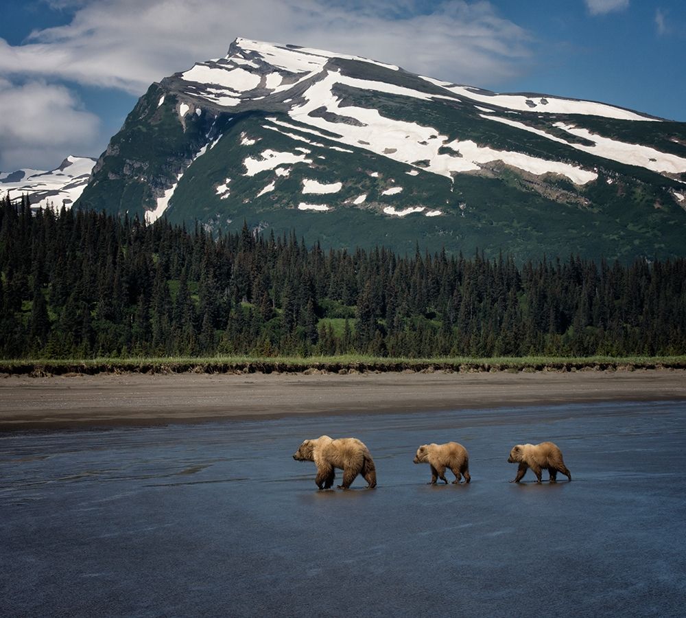 Art Print: Bear Life V