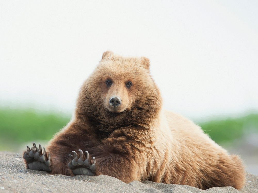 Art Print: Bear Life VI