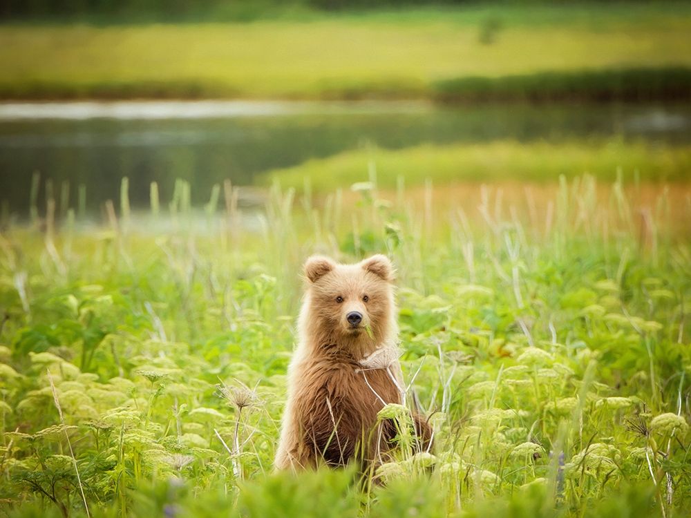 Art Print: Bear Life VII