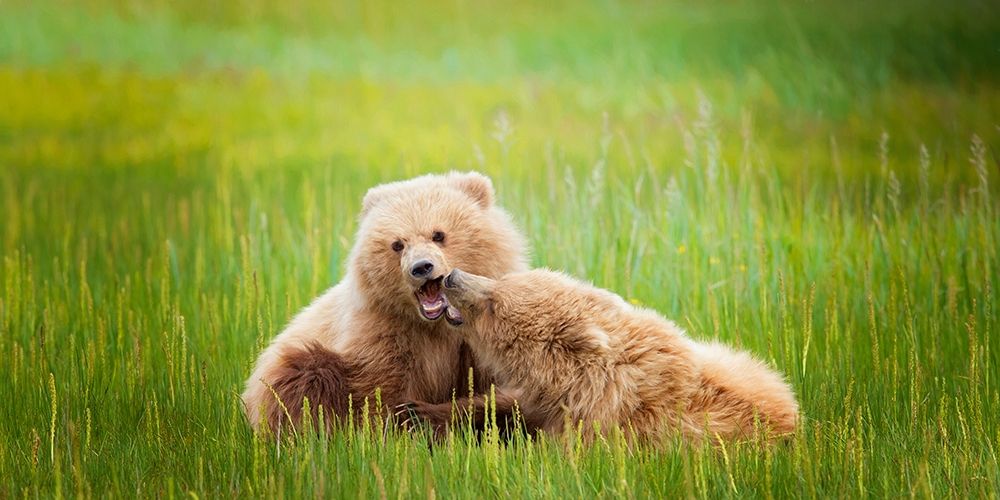 Art Print: Bear Life VIII