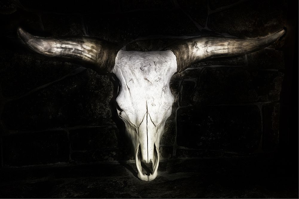 Art Print: Cow Skull
