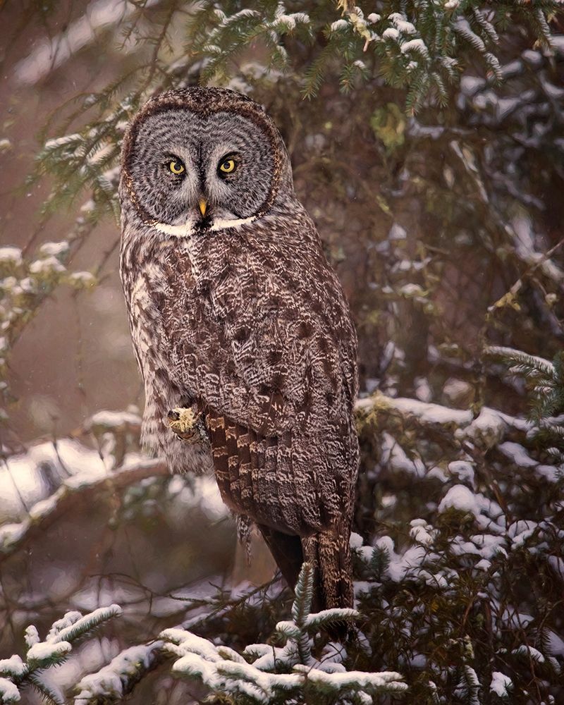Art Print: Owl in the Snow I