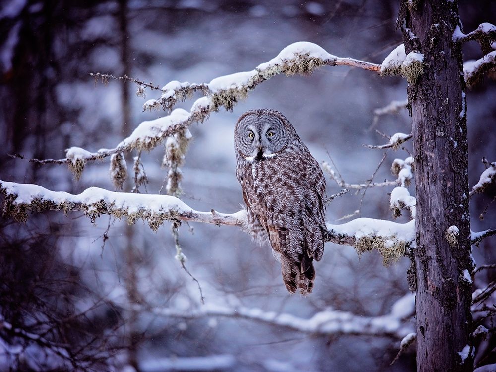 Art Print: Owl in the Snow II