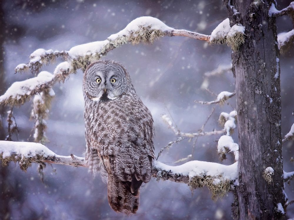Wall Art Painting id:229352, Name: Owl in the Snow III, Artist: PHBurchett 