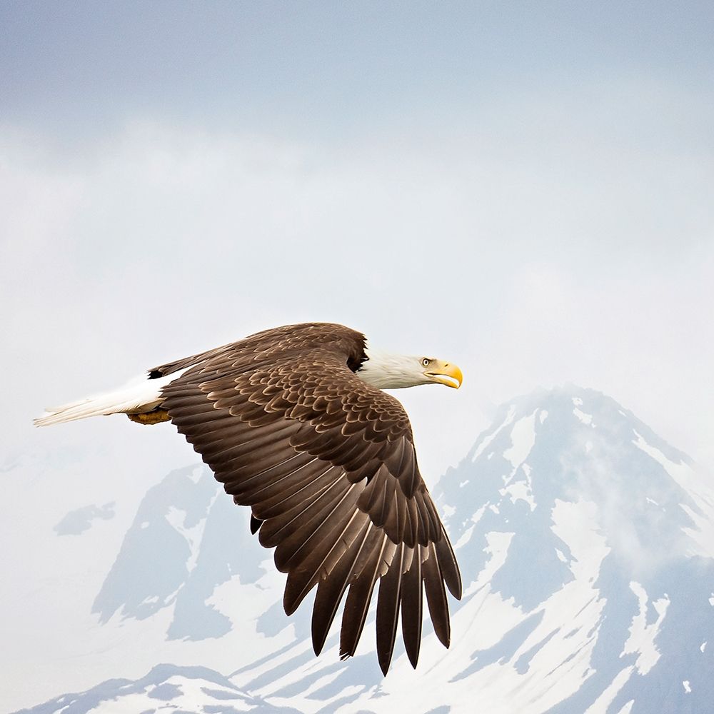 Art Print: Majestic Eagle I