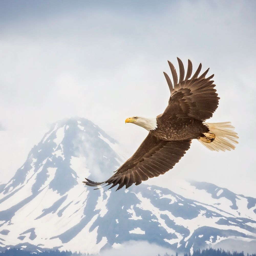 Art Print: Majestic Eagle II