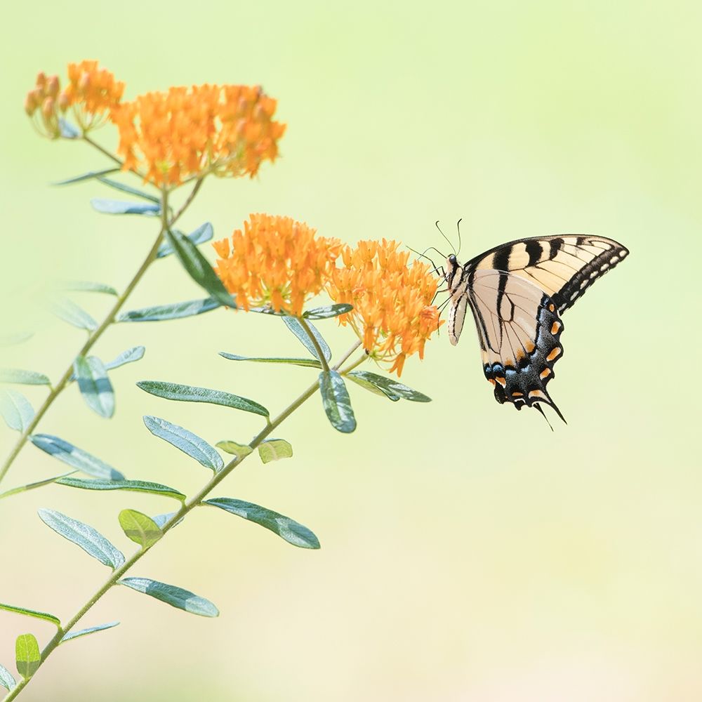 Wall Art Painting id:229430, Name: Butterfly Portrait III, Artist: PHBurchett 