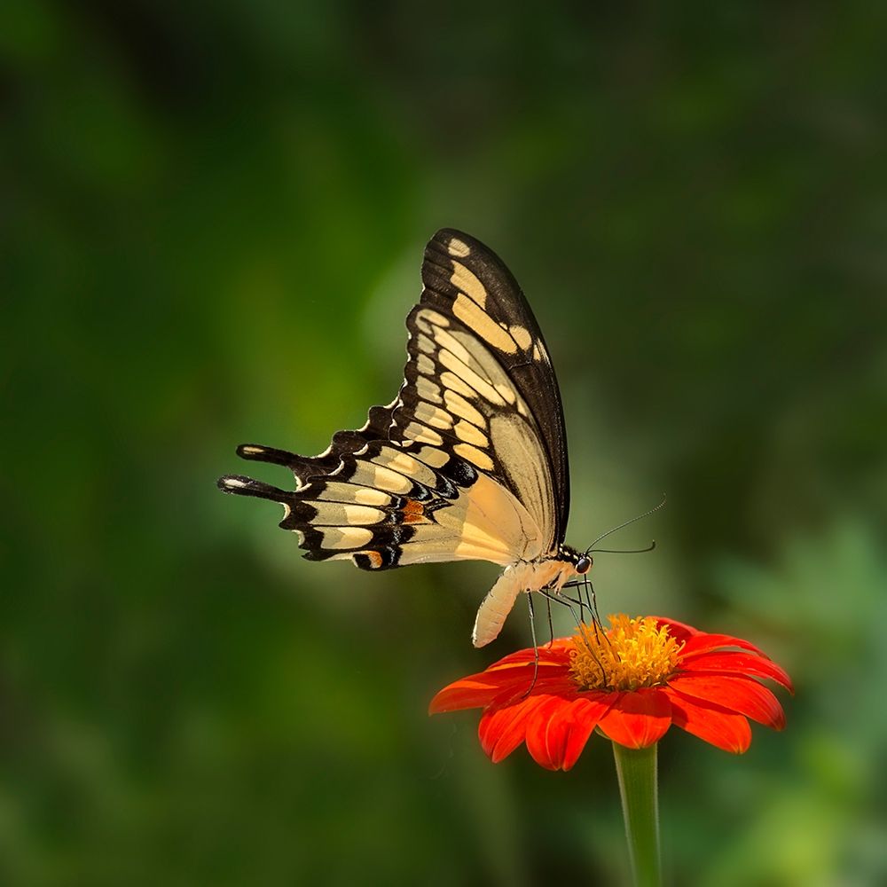Art Print: Butterfly Portrait V