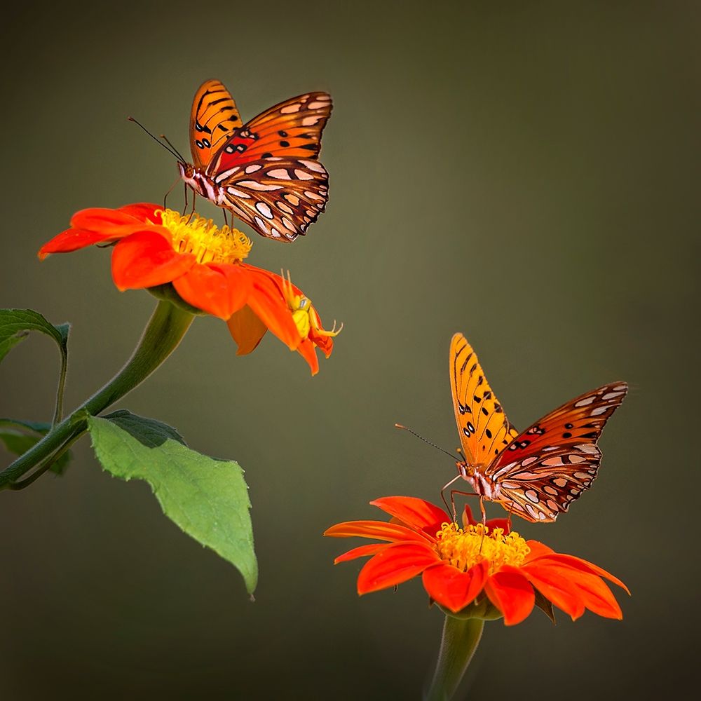 Art Print: Butterfly Portrait VI