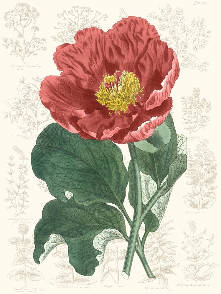 Wall Art Painting id:229477, Name: Peony Flower Garden I, Artist: Vision Studio 