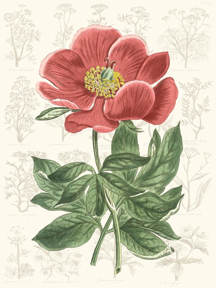 Wall Art Painting id:229478, Name: Peony Flower Garden II, Artist: Vision Studio 