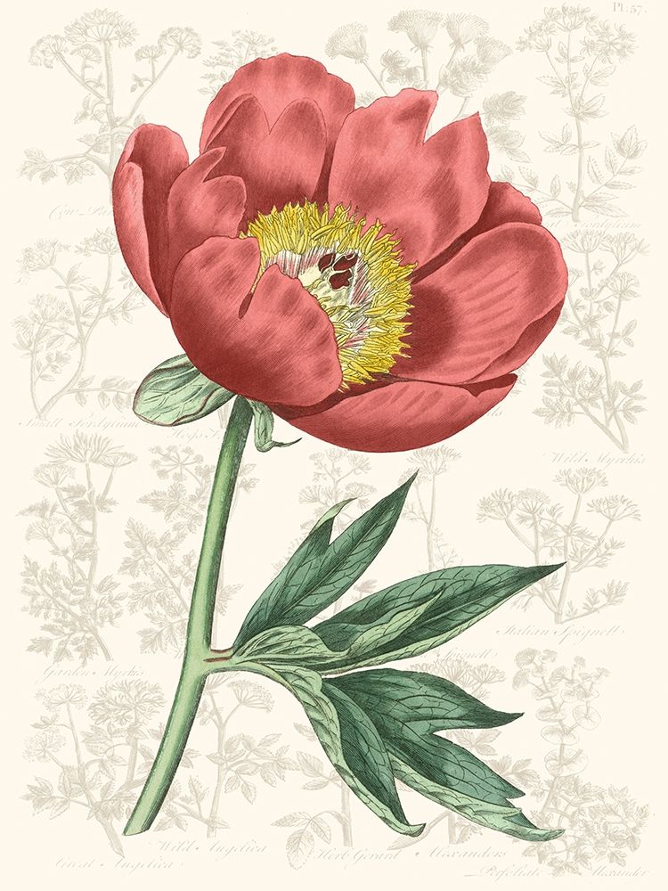 Wall Art Painting id:229479, Name: Peony Flower Garden III, Artist: Vision Studio 