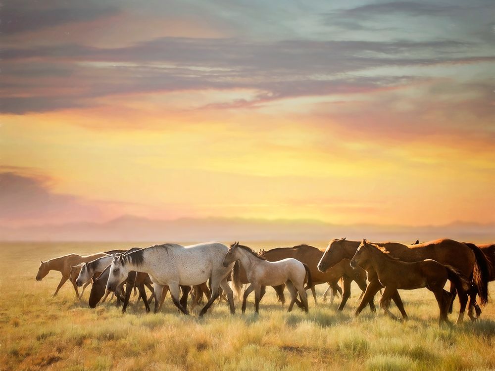 Art Print: Sunkissed Horses I